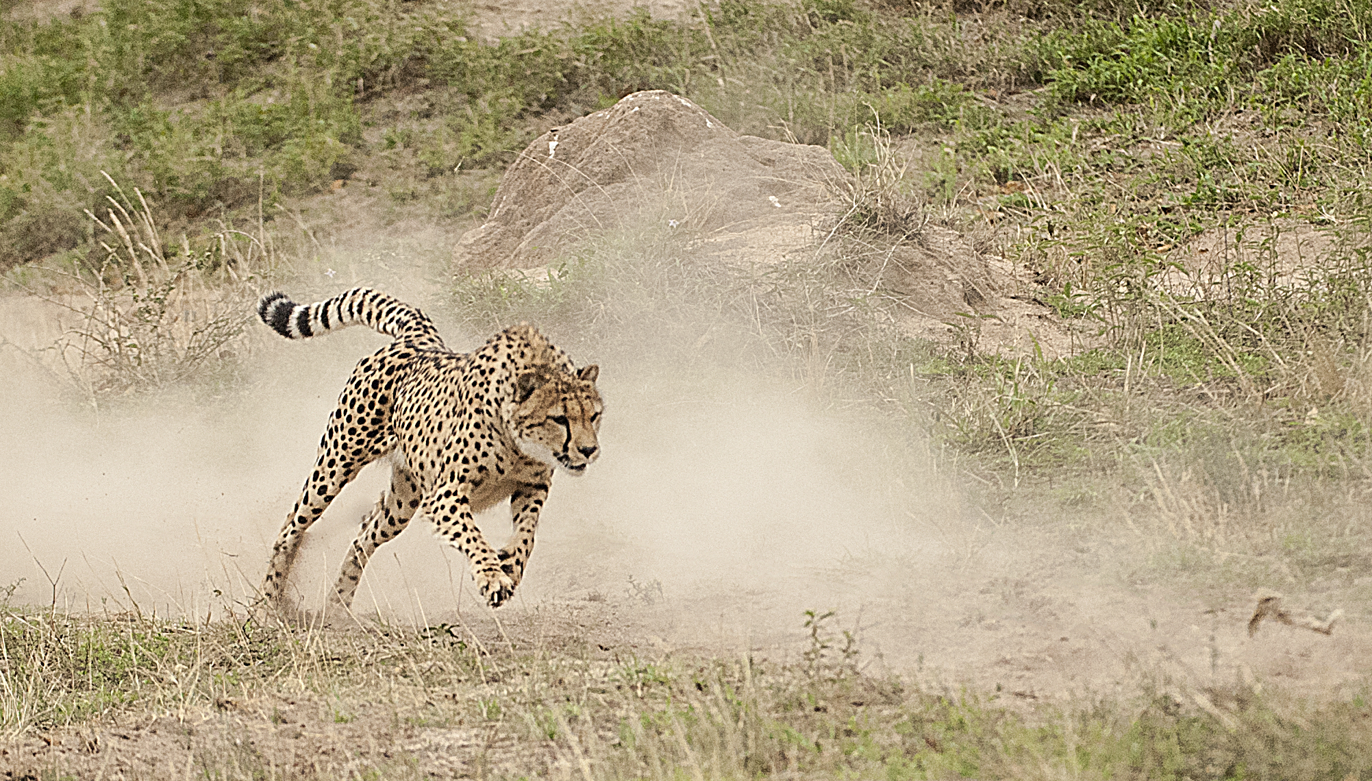 Cheetah Sprint | Shutterbug